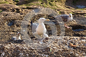 Big funny yellow-legged gull on the volcanic shore of the Atlantic Ocean in the area of Essaouira in Morocco