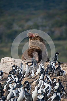 Big fur sea lion surrounded by cormorants on Beagle Channel, Pat