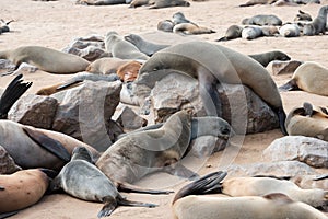 Big fur seal on a rock is comically tries to rise above others