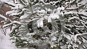 Big fur-tree branch with snow. Winter landscape.