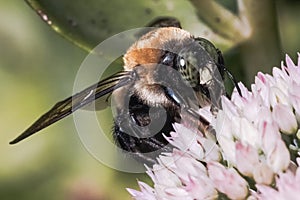 A big furry green-eyed male Eastern Carpenter Bee (Xylocopa virginica) feeding on white sedum flower