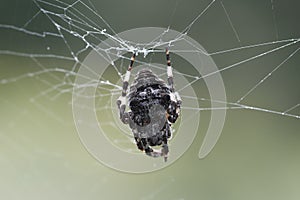 Big furry scary spider in a web in the forest