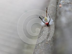 Big fuzzy caterpillar on wooden railing