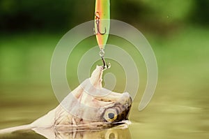 Big game fishing. hobby and sport activity. fishing on lake. Good catch. fish on hook. stalemate and hopelessness. fly photo