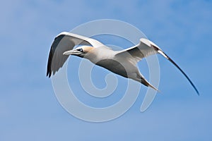 Big Gannet flying in the blue sky