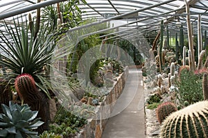 Big garden of cactuses and succulents, collection of diffrent green plants.