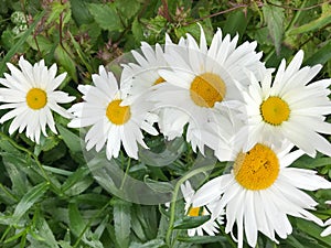 Big garden chamomiles in green grass