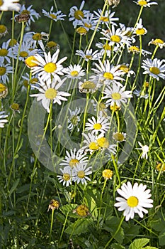 Big garden chamomiles in summer sunny garden