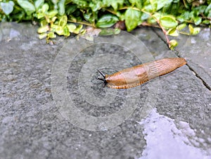 Big garden Slug wet