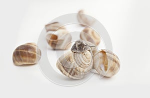 Big Garden snail on breeding farm.Breeding farm on white background