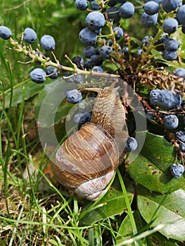 Big garden snail eat in garden. Helix pomatia