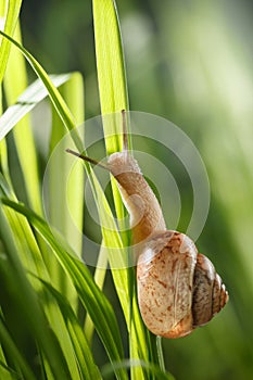 Big garden snail in grass