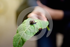 Big garden snail in nature. Snail gliding on the wet leaf. Wildlife in the city