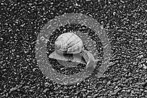 Big garden snail in shell crawling on wet road hurry home