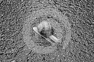 Big garden snail in shell crawling on wet road hurry home