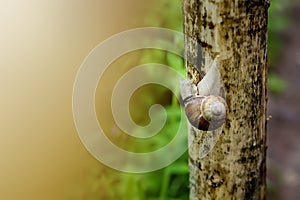 Big garden snail on the wet wooden texture