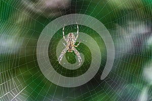 Big Garden-spider araneus in the center of web. Cobweb with spider.