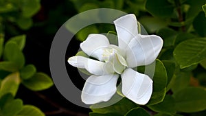 Big Gardenia Blooms