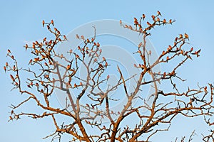 A big gathering of carmine bee eaters on a tree