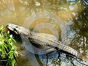 A big gator on the lake