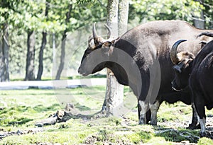 Big gaur in beautiful landscape. Hairy cow wild animal in nature. The Year of the Ox, cattle or water buffalo in 2021. Gaur family