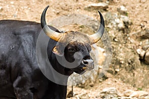 Big Gaur Bos gaurus