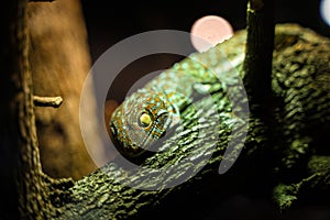 Big Gecko looking on branch of tree