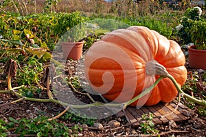 A big german pumpkin
