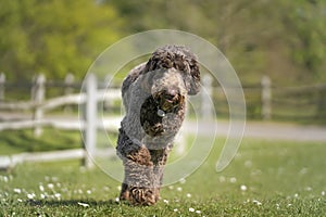Big Giant Brown Labradoodle running directly towards the camera