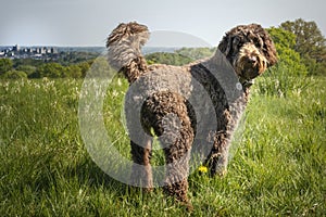 Big Giant Brown Labradoodle standing and looking towards the camera