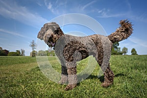 Big Giant Brown Labradoodle standing and looking towards the camera