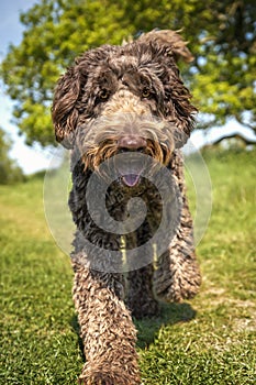 Big Giant Brown Labradoodle walking directly towards the camera