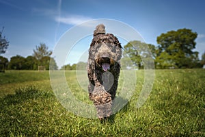 Big Giant Brown Labradoodle walking directly towards the camera