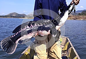 Big GIANT SNAKE-HEAS FISH 6 kg in hand on the boat. Fishing gameâ€‹ At Khao Laem Kanchanaburi Damâ€‹ Thailand