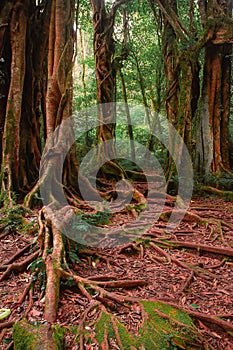 big giant tree at Bali botanical garden. spooky old giant tree background