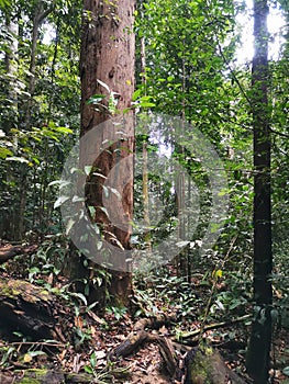 Big and giant tree trunk in deep rainforest. Dense trees in jungle. Tropical forest landscape view at hiking in Malaysia