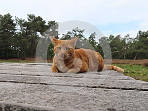 Big ginger cat lying on the ground