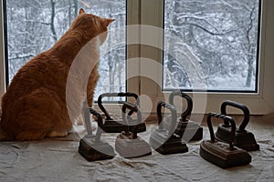Big ginger cat sits on the windowsill and watches, outside the window winter snowy landscape