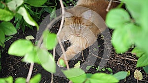 Big ginger cat sitting in the garden bush. Maine coon