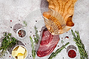 Big ginger cat tastes fresh beef steak. Natural healthy pet food concept. Trendy shadows