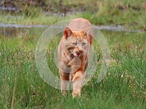 Big ginger cat walking outdoors