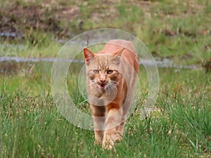 Big ginger cat walking outdoors