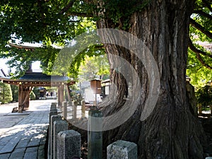 Big ginkgo tree at Kokubunji temple in Takayama, Japan