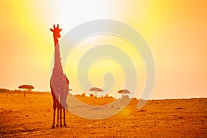 Big giraffe in Kenya savannah over orange sunset