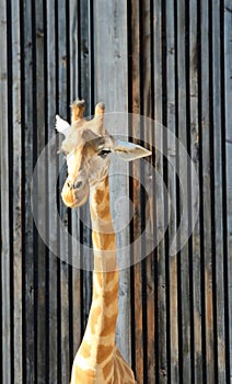 Big giraffe with tall neck