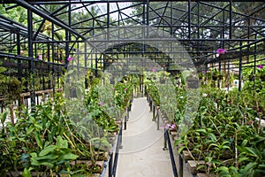 Big glasshouse full of orchid flowers