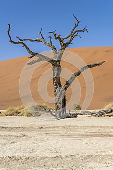 big gnarled dead Camelhorn tree at Deadlvei pan, Naukluft desert, Namibia