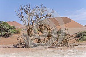 big gnarled dry Acacia ereoloba tree at Sossuslvei pan, Naukluft desert, Namibia