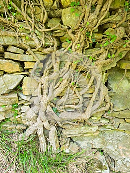 Big gnarled trunk of an ivy on a old stone wall