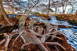 Big Gnarly Cypress Roots Surrounding River and Wat